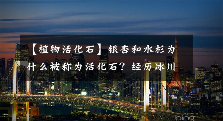 【植物活化石】银杏和水杉为什么被称为活化石?经历冰川“灭世浩劫”,存活至今