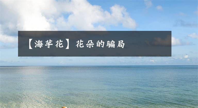 【海芋花】花朵的骗局