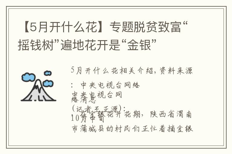 【5月开什么花】专题脱贫致富“摇钱树”遍地花开是“金银”