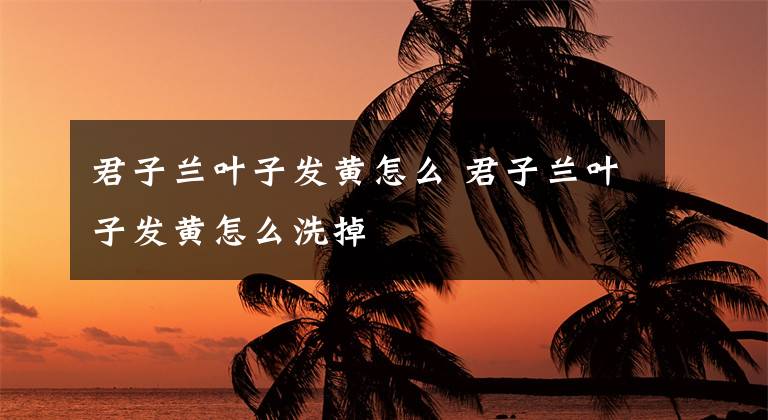 君子兰叶子发黄怎么 君子兰叶子发黄怎么洗掉