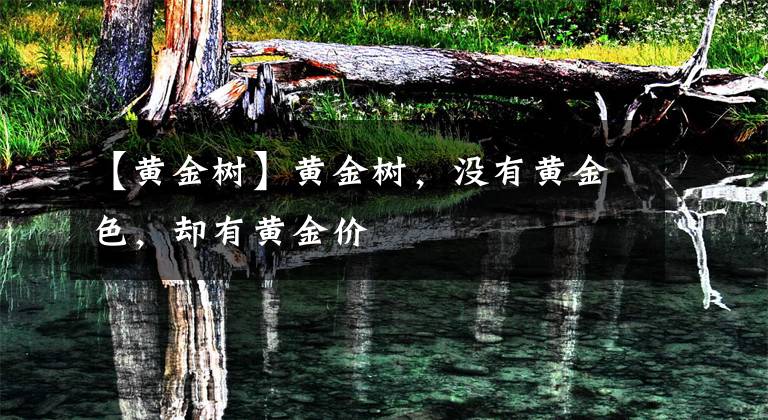 【黄金树】黄金树，没有黄金色，却有黄金价