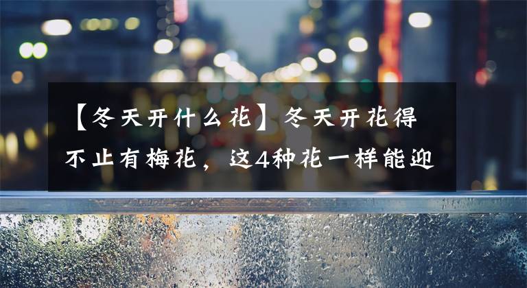 【冬天开什么花】冬天开花得不止有梅花，这4种花一样能迎着冷风开！