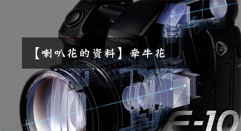 【喇叭花的资料】牵牛花