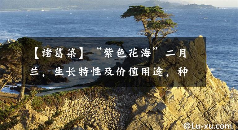 【诸葛菜】“紫色花海”二月兰，生长特性及价值用途，种植二月兰的注意事项