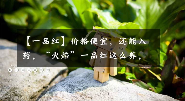 【一品红】价格便宜,还能入药,“火焰”一品红这么养,红花能开一夏天