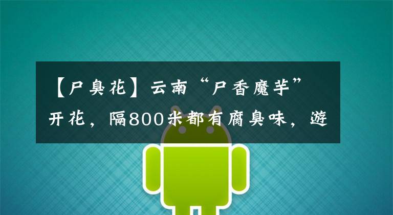 【尸臭花】云南“尸香魔芋”开花，隔800米都有腐臭味，游客排队闻