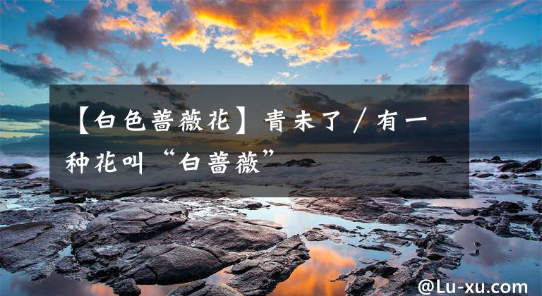 【白色蔷薇花】青未了/有一种花叫“白蔷薇”