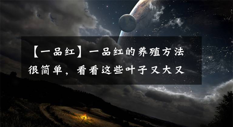 【一品红】一品红的养殖方法很简单，看看这些叶子又大又鲜艳