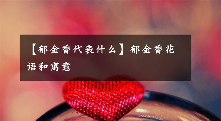 【郁金香代表什么】郁金香花语和寓意