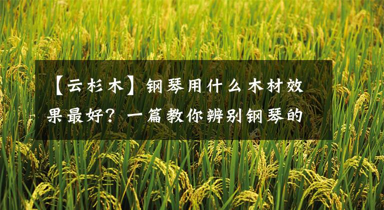 【云杉木】钢琴用什么木材效果最好?一篇教你辨别钢琴的选材