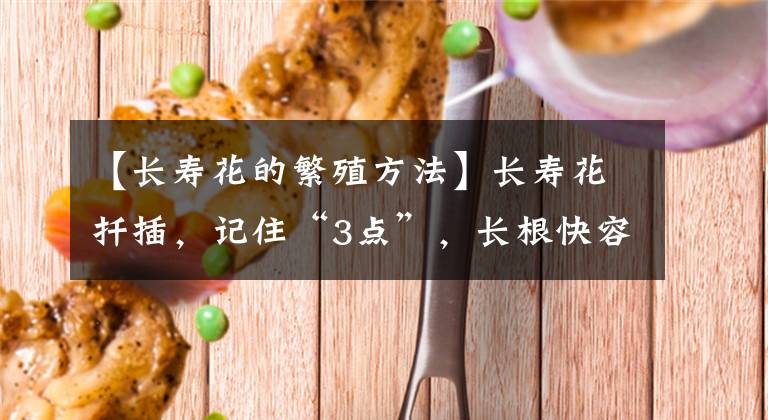 【长寿花的繁殖方法】长寿花扦插,记住“3点”,长根快容易活,一盆变多盆阳台美如画