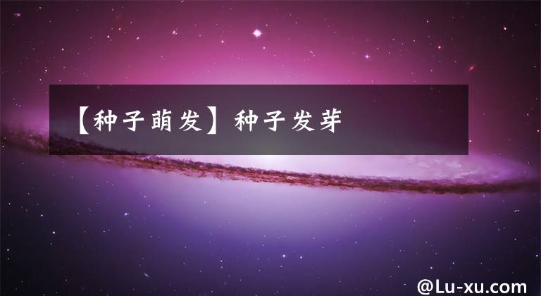 【种子萌发】种子发芽