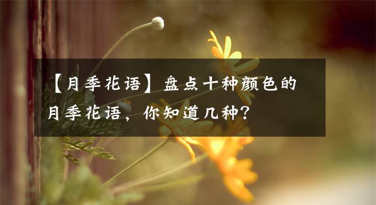 【月季花语】盘点十种颜色的月季花语,你知道几种?