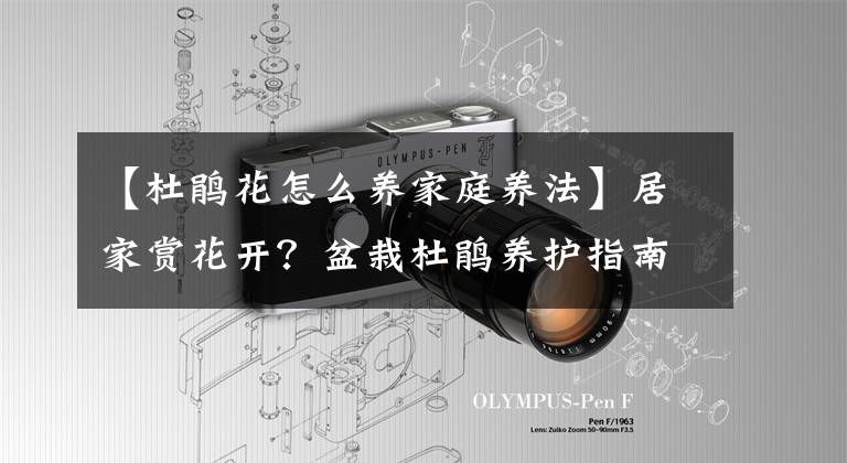 【杜鹃花怎么养家庭养法】居家赏花开？盆栽杜鹃养护指南了解一下