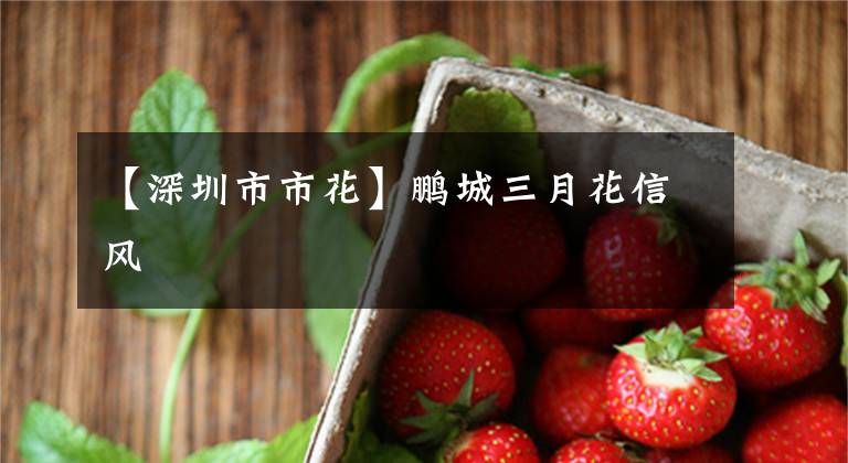 【深圳市市花】鹏城三月花信风