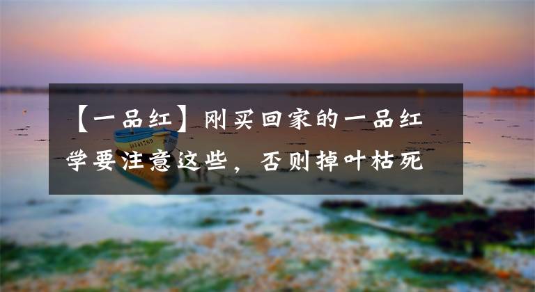 【一品红】刚买回家的一品红学要注意这些,否则掉叶枯死都不知道什么原因