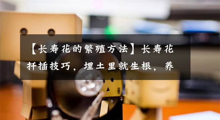 【长寿花的繁殖方法】长寿花扦插技巧,埋土里就生根,养花大户就是这么来的