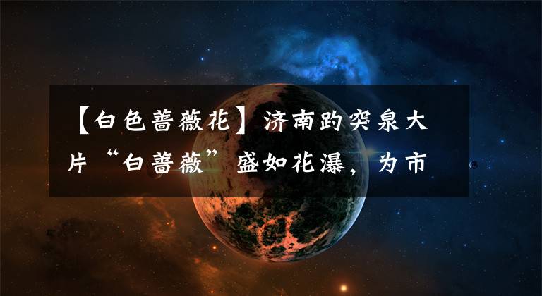 【白色蔷薇花】济南趵突泉大片“白蔷薇”盛如花瀑,为市民展现其“最美时刻”