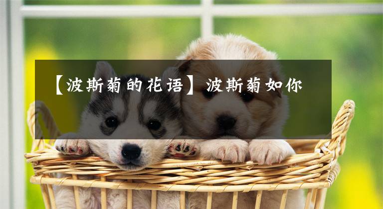 【波斯菊的花语】波斯菊如你