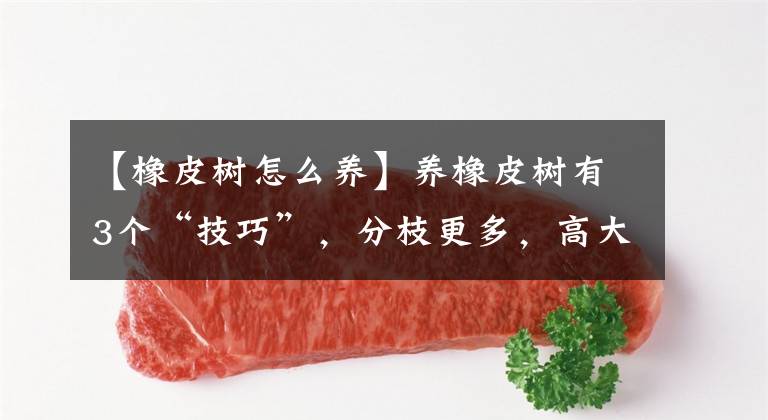 【橡皮树怎么养】养橡皮树有3个“技巧”,分枝更多,高大茂盛,株型美观净化空气