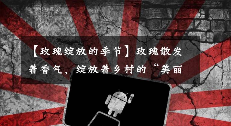 【玫瑰绽放的季节】玫瑰散发着香气,绽放着乡村的“美丽经济”