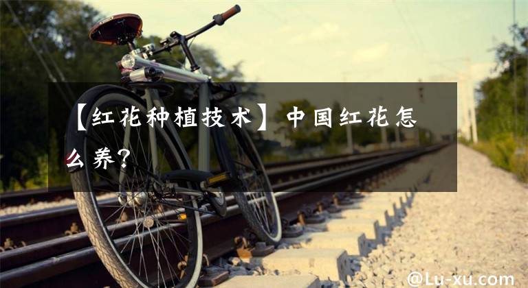 【红花种植技术】中国红花怎么养?