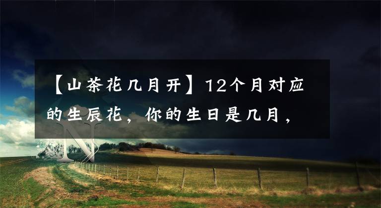 【山茶花几月开】12个月对应的生辰花，你的生日是几月，对应的花就是幸运花