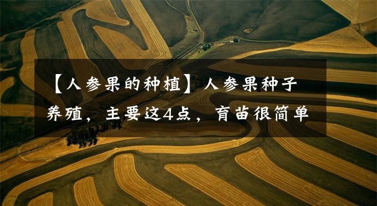 【人参果的种植】人参果种子养殖,主要这4点,育苗很简单