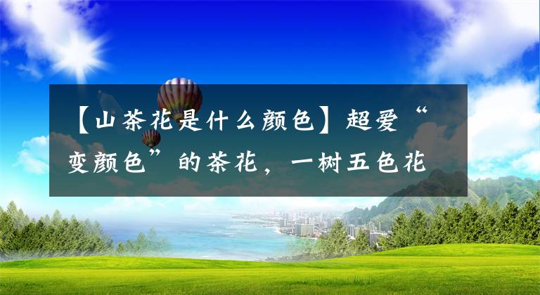 【山茶花是什么颜色】超爱“变颜色”的茶花,一树五色花,颜色艳丽赛牡丹