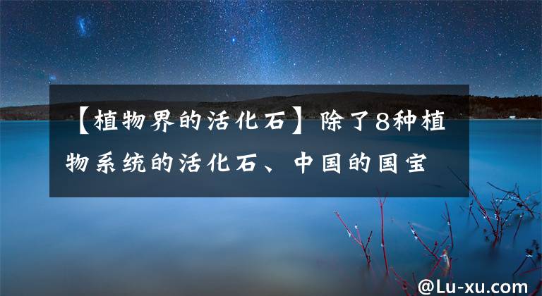 【植物界的活化石】除了8种植物系统的活化石、中国的国宝植物、人参外，你还知道多少个？