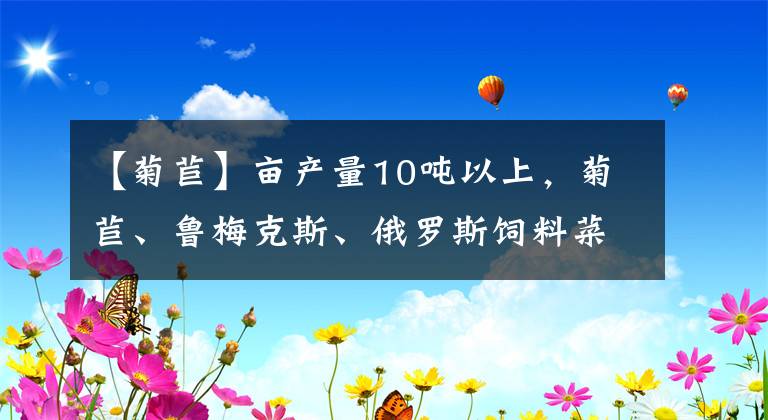 【菊苣】亩产量10吨以上，菊苣、鲁梅克斯、俄罗斯饲料菜，到底哪个更好？