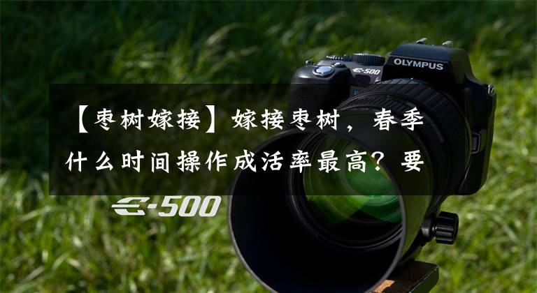 【枣树嫁接】嫁接枣树,春季什么时间操作成活率最高?要做好哪些工作?