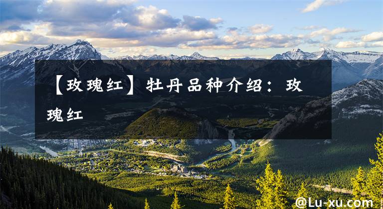 【玫瑰红】牡丹品种介绍：玫瑰红