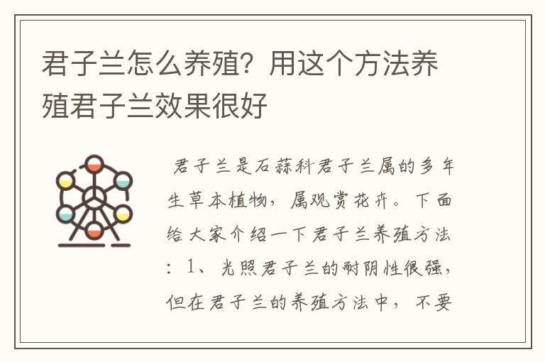君子兰怎么养殖?用这个方法养殖君子兰效果很好