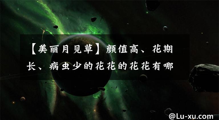 【美丽月见草】颜值高、花期长、病虫少的花花的花花有哪些?