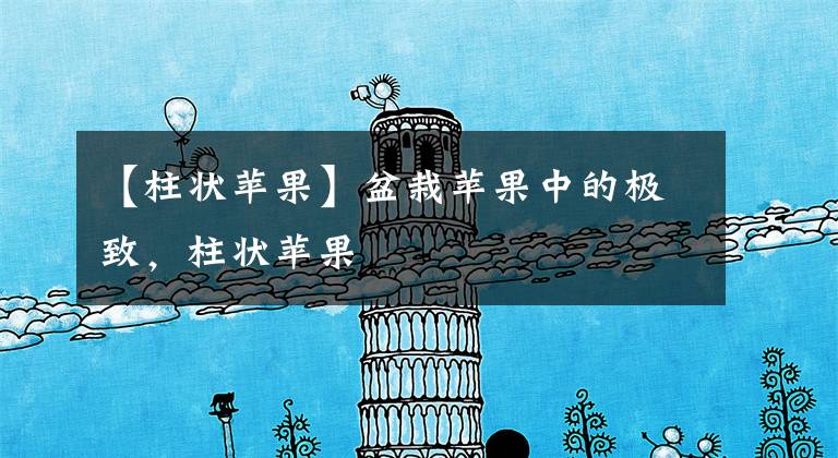 【柱状苹果】盆栽苹果中的极致,柱状苹果