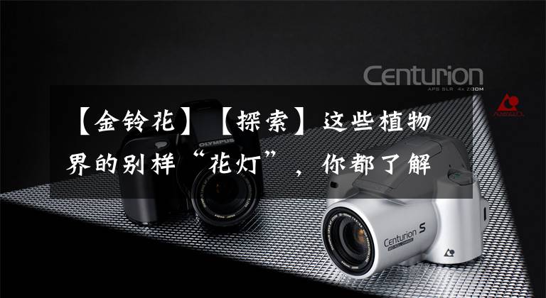 【金铃花】【探索】这些植物界的别样“花灯”,你都了解吗?一起来欣赏下吧