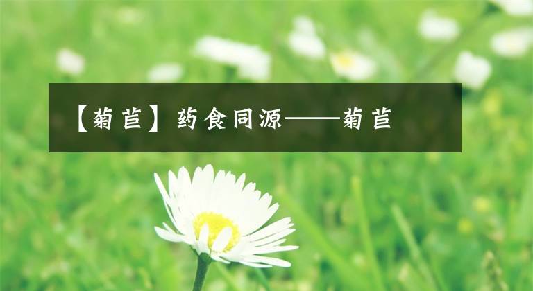 【菊苣】药食同源——菊苣