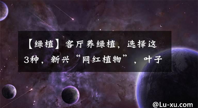 【绿植】客厅养绿植,选择这3种,新兴“网红植物”,叶子宽大油绿