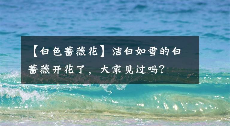 【白色蔷薇花】洁白如雪的白蔷薇开花了,大家见过吗?