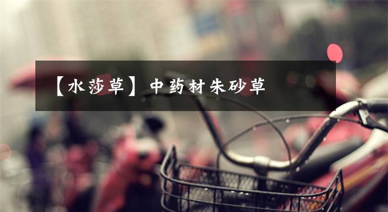 【水莎草】中药材朱砂草