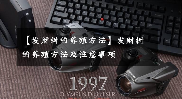 【发财树的养殖方法】发财树的养殖方法及注意事项