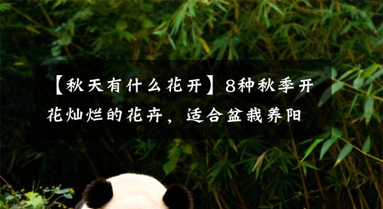 【秋天有什么花开】8种秋季开花灿烂的花卉,适合盆栽养阳台上,也能在院子种一片