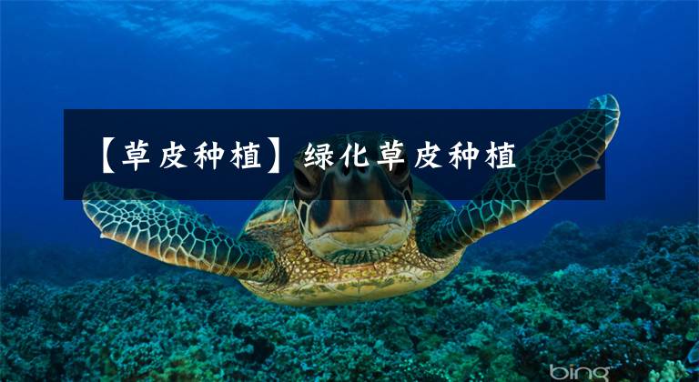 【草皮种植】绿化草皮种植