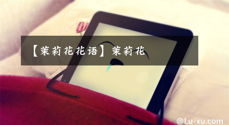 【茉莉花花语】茉莉花