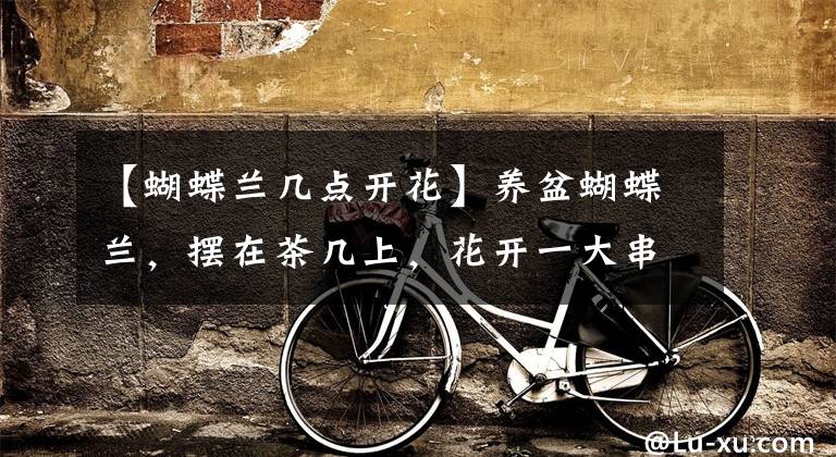 【蝴蝶兰几点开花】养盆蝴蝶兰,摆在茶几上,花开一大串,花期2个月,超漂亮