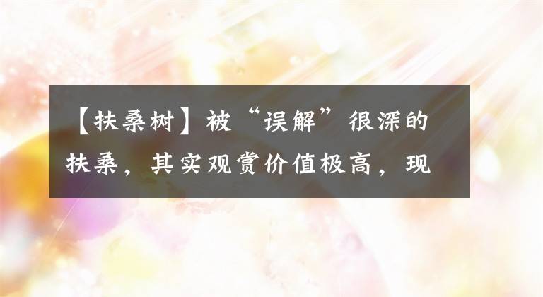 【扶桑树】被“误解”很深的扶桑,其实观赏价值极高,现在正当时,别不懂养