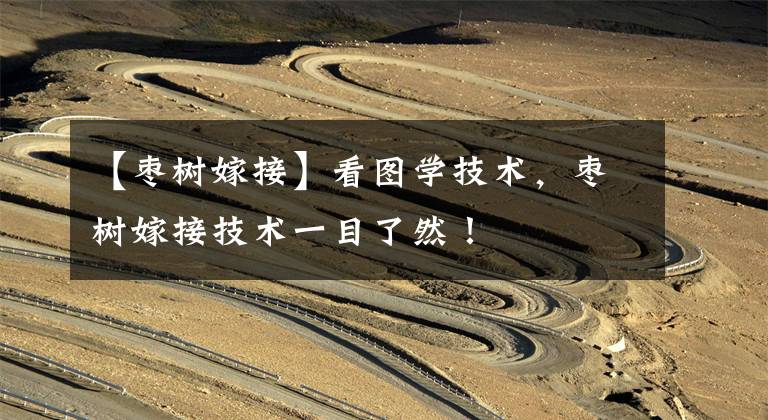 【枣树嫁接】看图学技术,枣树嫁接技术一目了然!