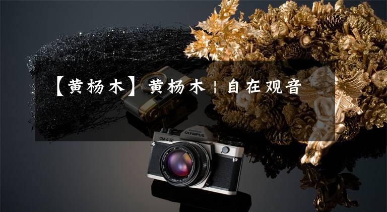 【黄杨木】黄杨木 | 自在观音