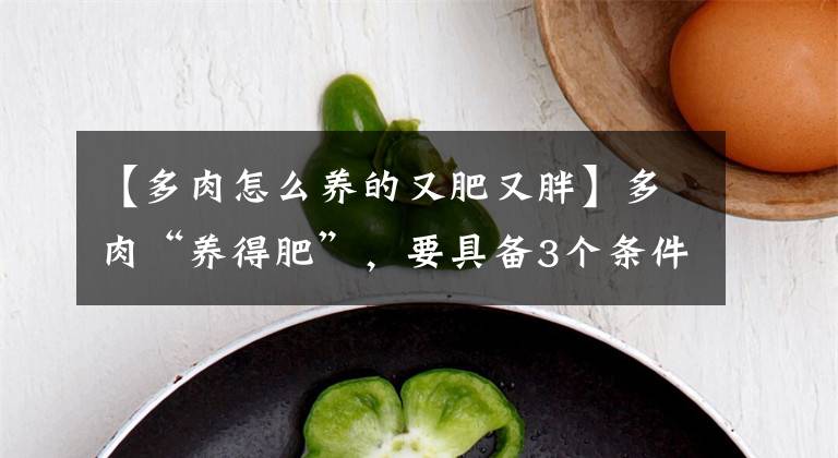 【多肉怎么养的又肥又胖】多肉“养得肥”,要具备3个条件,胖胖哒很可爱,从嫌弃变最爱